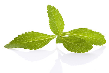Image showing Stevia Rebaudiana leafs isolated on white background 