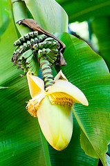 Image showing banana flower blossom