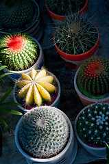 Image showing colorful cacti cactus plants