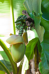 Image showing banana flower blossom