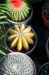 Image showing colorful cacti cactus plants