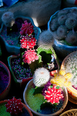 Image showing colorful cacti cactus plants