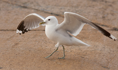 Image showing Common gull