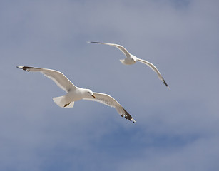 Image showing Common gull