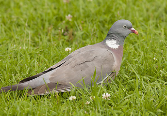 Image showing Wood Pigeon 