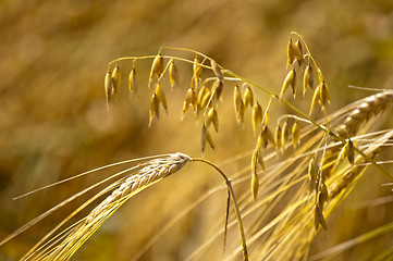 Image showing barley and oat