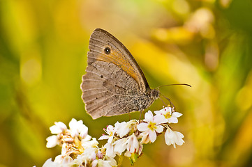 Image showing Meadow Brown, Maniola jurtina