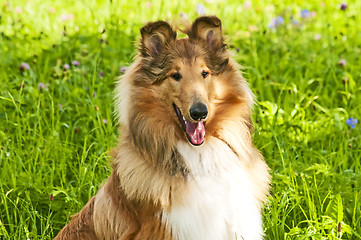 Image showing Collie dog