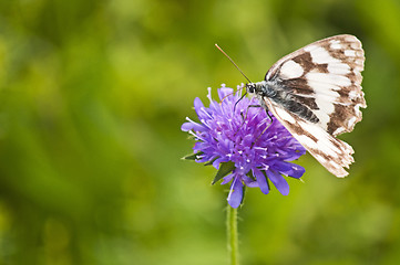 Image showing Marbled White