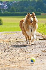 Image showing Collie dog