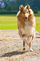 Image showing Collie dog