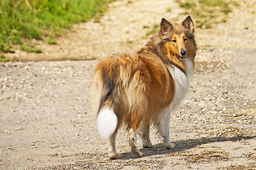 Image showing collie dog