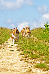 Image showing Collie dogs