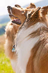 Image showing collie dogs