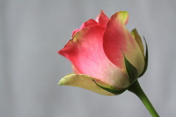 Image showing Rose