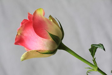 Image showing Rose