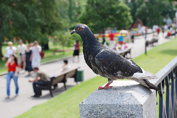 Image showing dove in the blurry background of Alexander Garden, Moscow, Russi