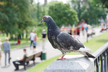 Image showing dove in the blurry background of Alexander Garden, Moscow, Russi