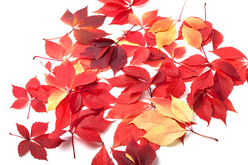 Image showing Scattered autumn leaves on white background