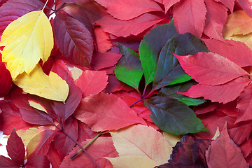 Image showing Background of multicolor autumn leaves