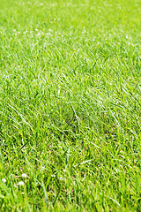 Image showing Green grass, close up