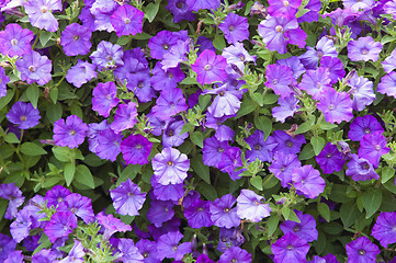 Image showing Background from beautiful dark blue flowers