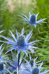 Image showing twig flowering thistles , blue sea holly