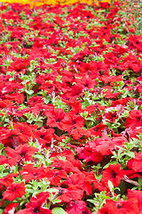 Image showing Background from beautiful red flowers