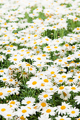 Image showing Background from beautiful white camomiles