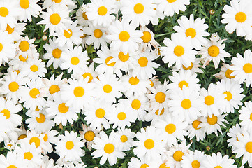 Image showing Background from beautiful white camomiles