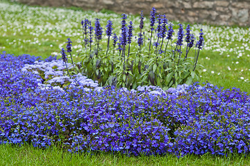 Image showing Beautiful bed from dark blue flowers