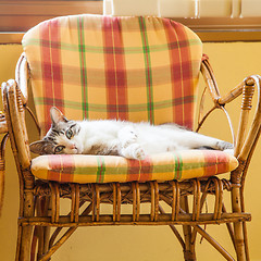 Image showing Blue eyes cat