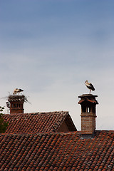 Image showing Lonely stork