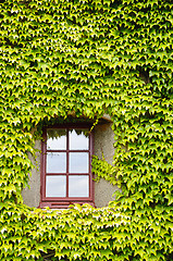 Image showing Ivy covered wall and window