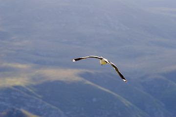 Image showing Bird #2