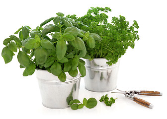 Image showing Kitchen Herbs