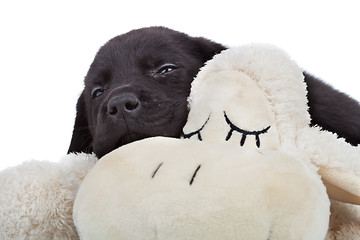 Image showing sleepy black labrador puppy