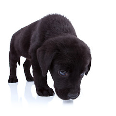 Image showing  labrador retriever sniffing 