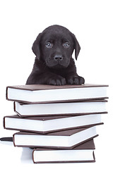 Image showing smart little labrador 