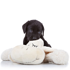 Image showing puppy chewing on a toy 