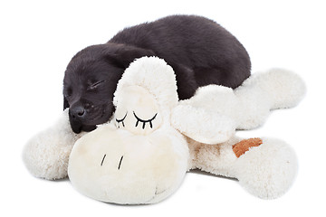 Image showing sleepy black labrador