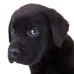 Image showing black labrador retriever puppy 