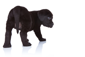 Image showing back of a black labrador retriever