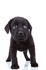 Image showing shy little labrador puppy