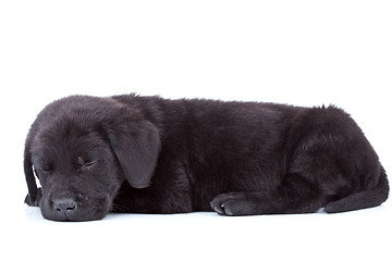 Image showing labrador retriever puppy sleeping 