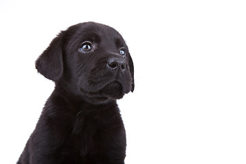 Image showing  labrador retriever's face