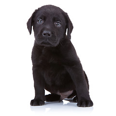 Image showing cute little black labrador retriever