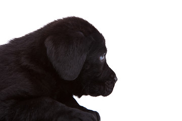 Image showing cute black labrador retriever puppy