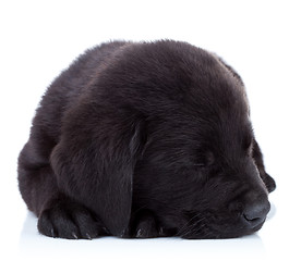 Image showing sleepy fur ball 