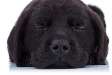 Image showing labrador retriever sleeping